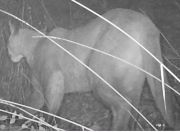 Mountain lion at night