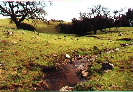 Spring brook in Lafferty meadow