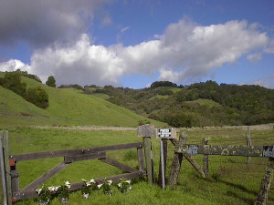 Lafferty gate with flowers honoring the late Dan Jaffe.