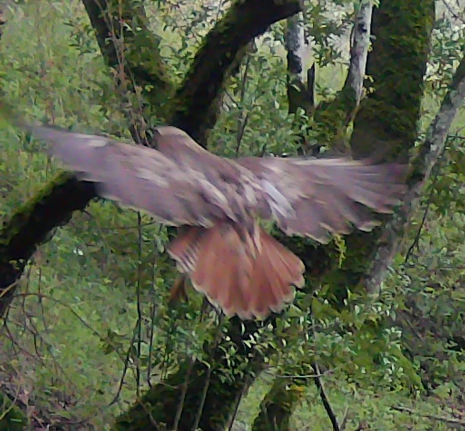 Redtail hawk near Adobe Creek