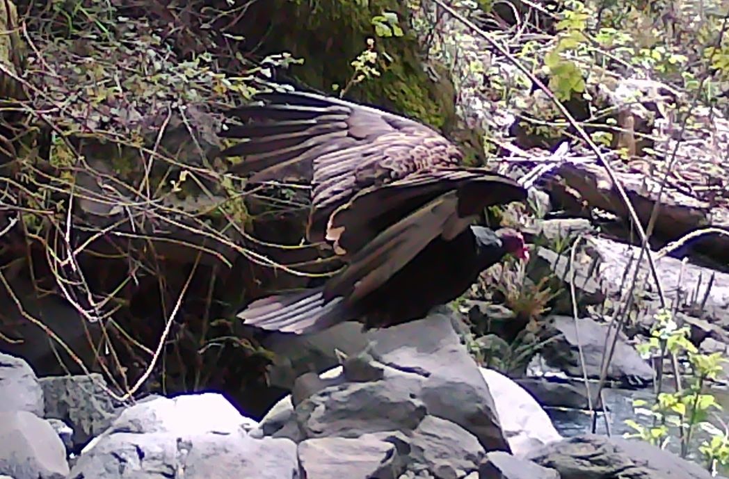 Turkey vulture near Adobe Creek