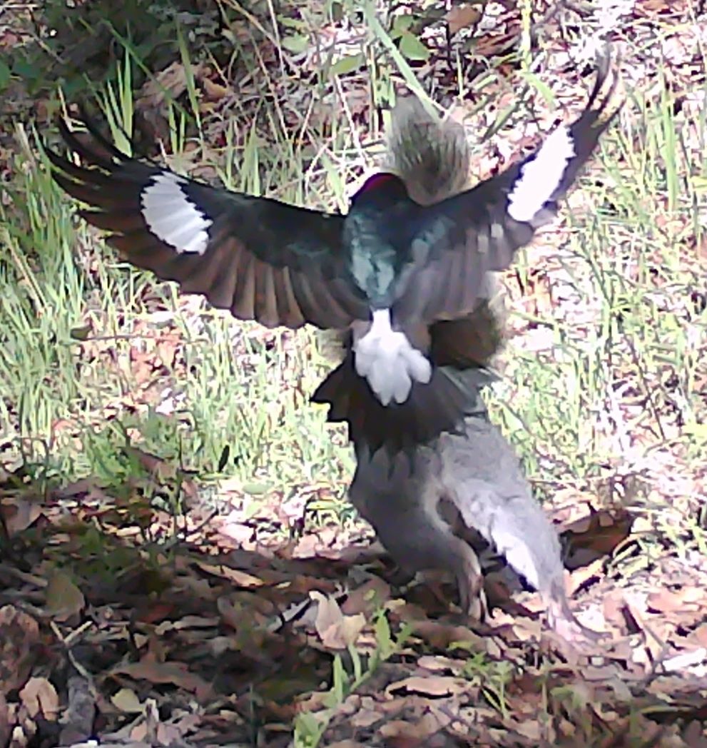 Acord woodpecker and gray squiirel