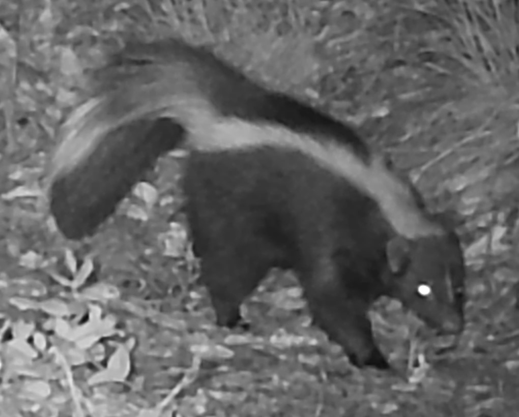 Skunk at night