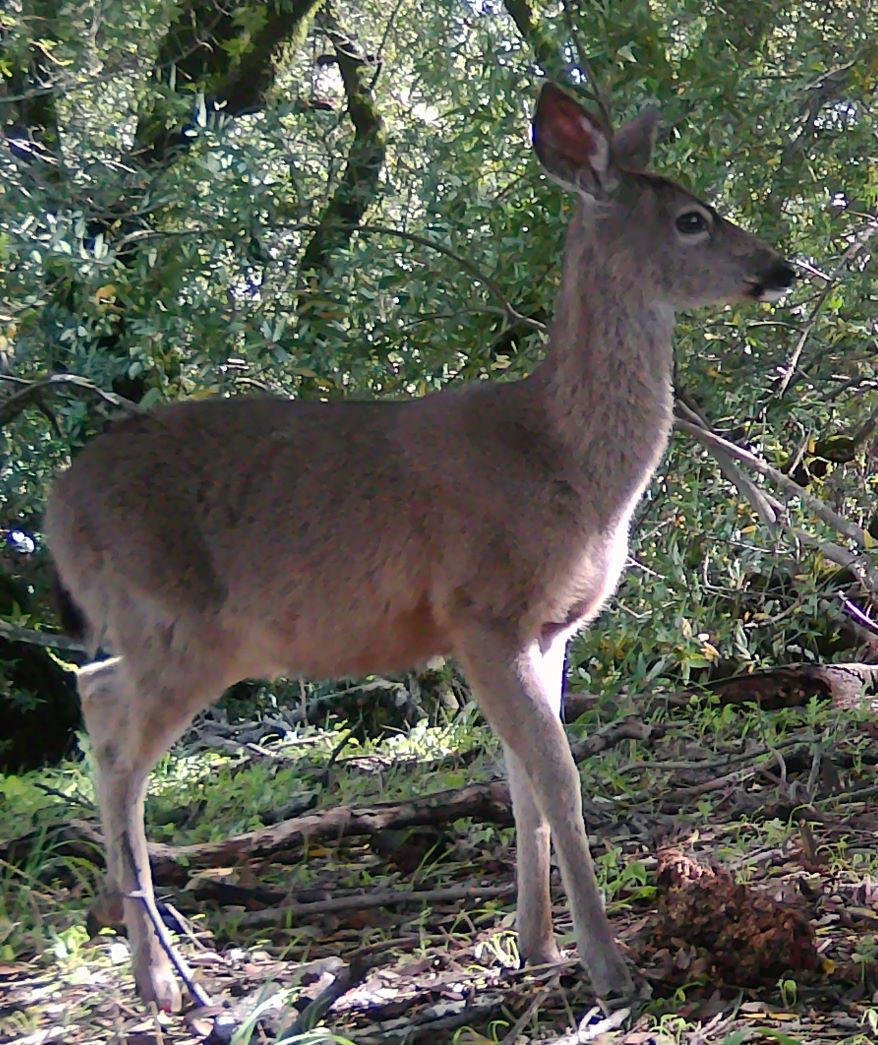 Young blacktail deer