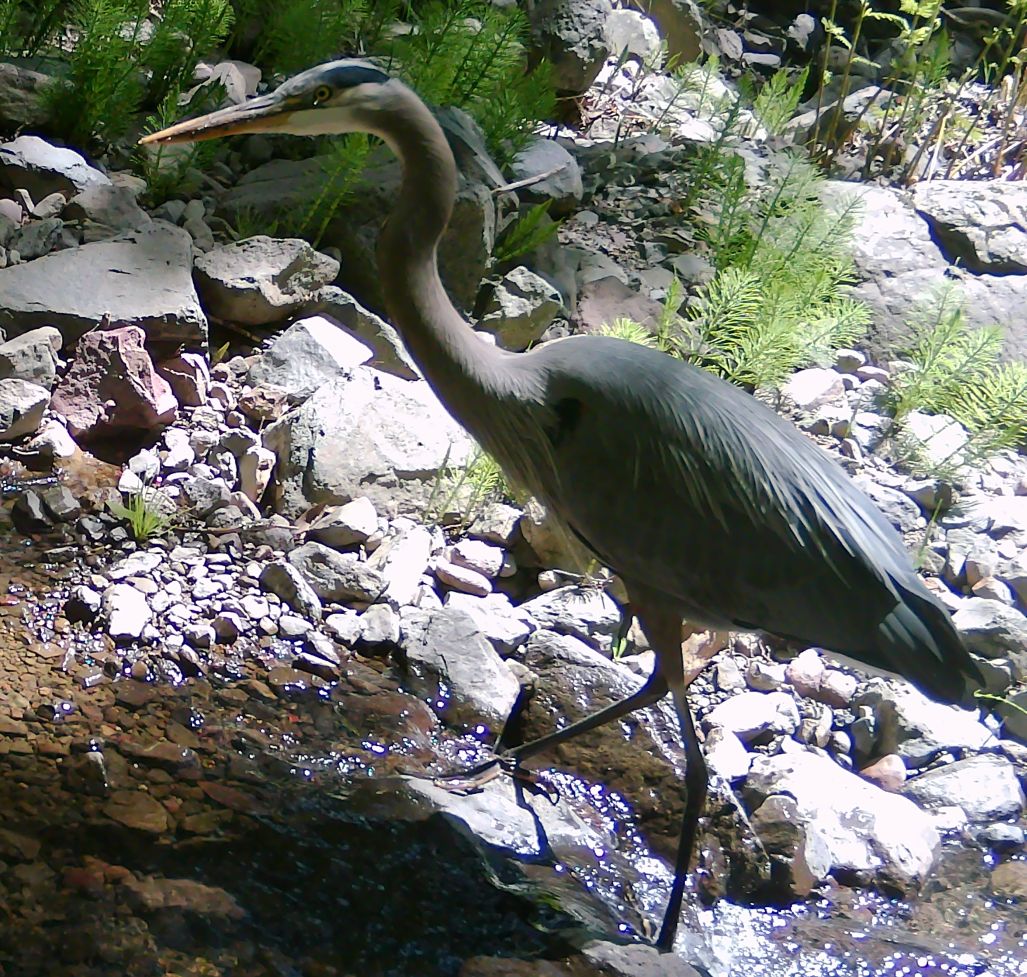 Great Blue Heron