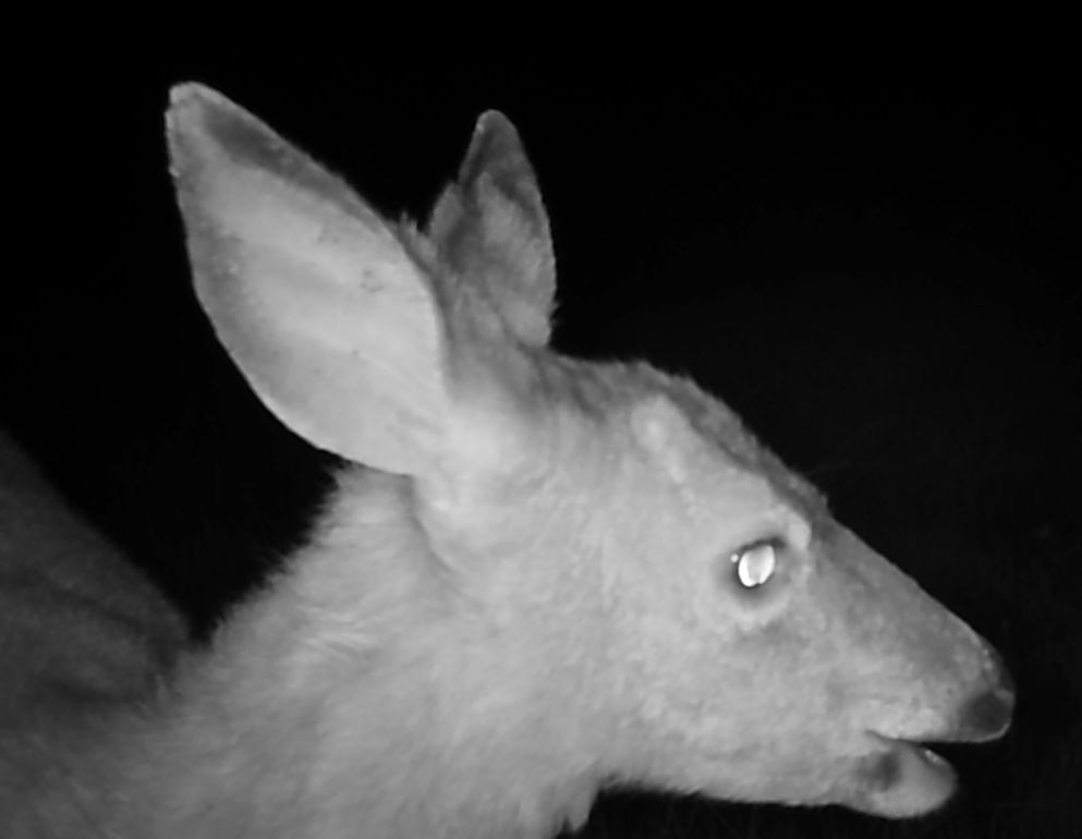 Young blacktail buck