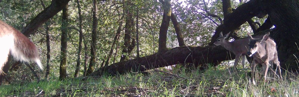 Doe and two yearling fawns