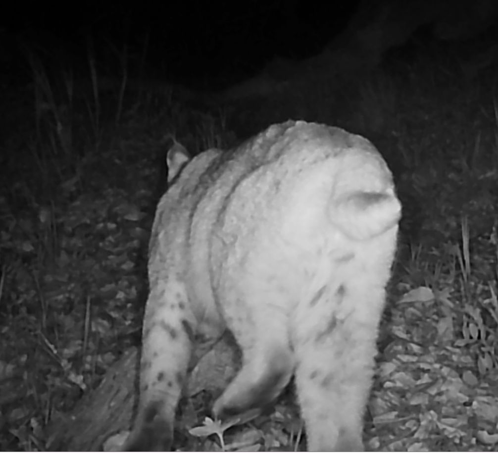 Pregnant female bobcat