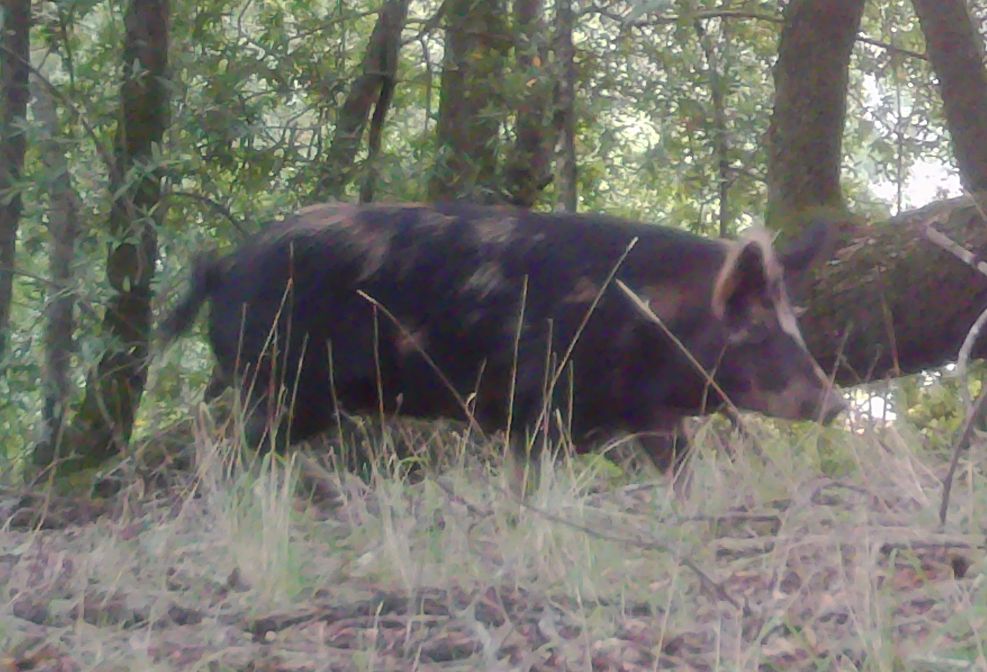 Feral hog