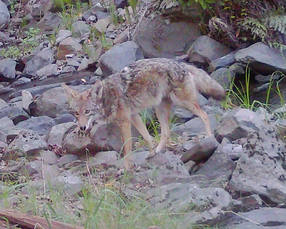 Coyote at Adobe Creek