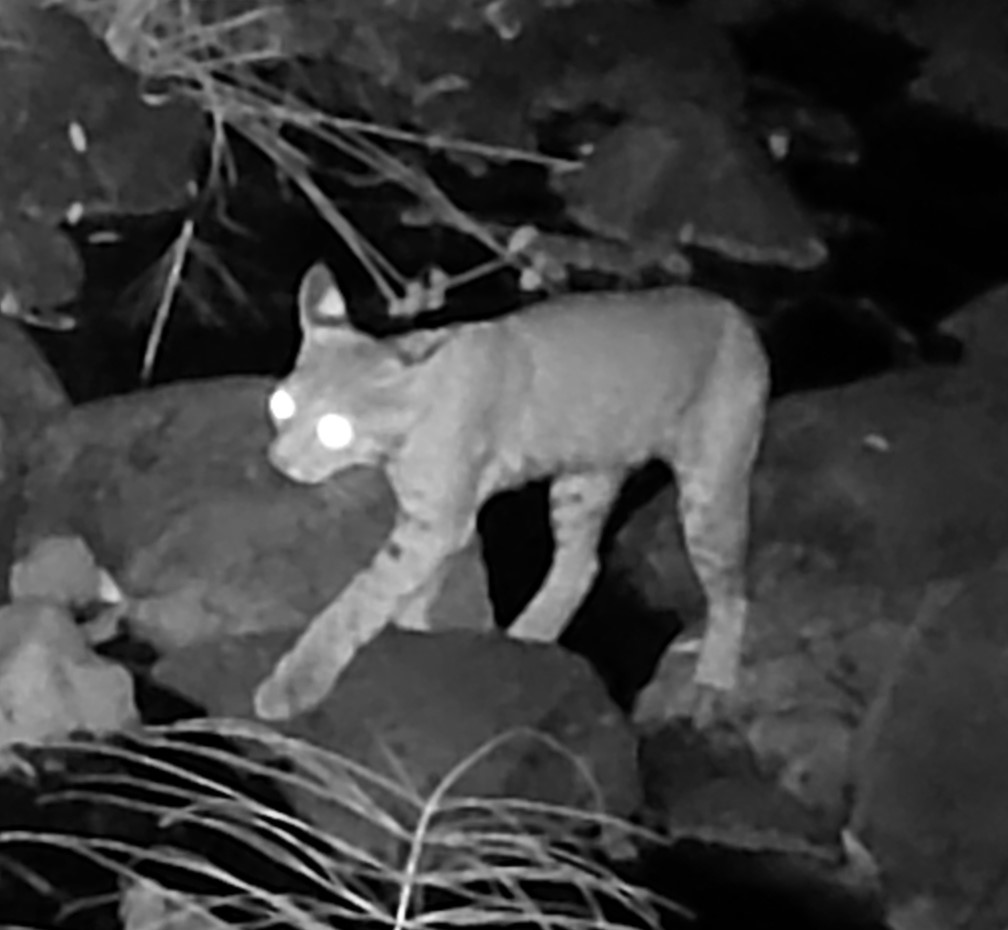 Bobcat crossing creek
