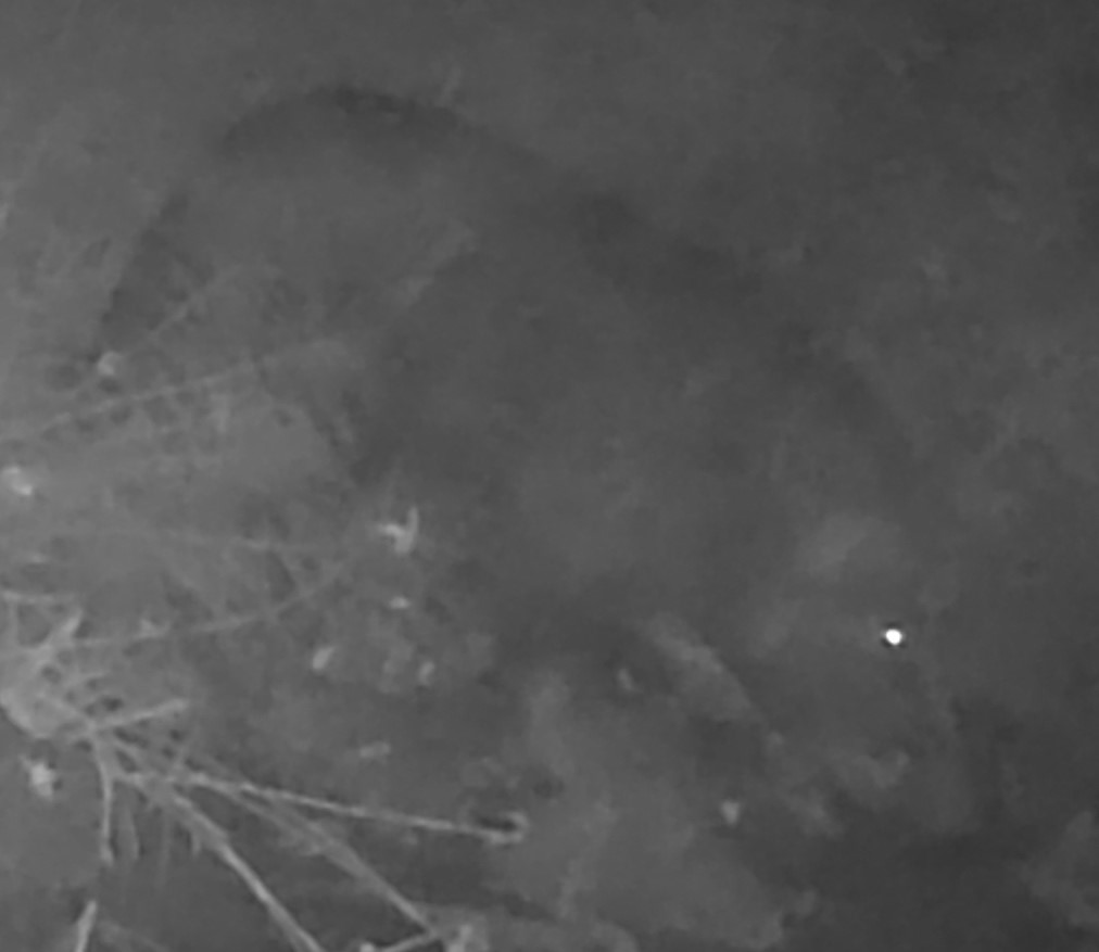 Feral hog near creek