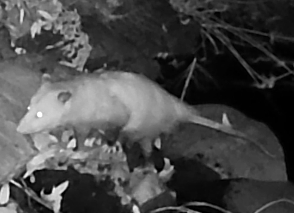 Opossum near Adobe Creek