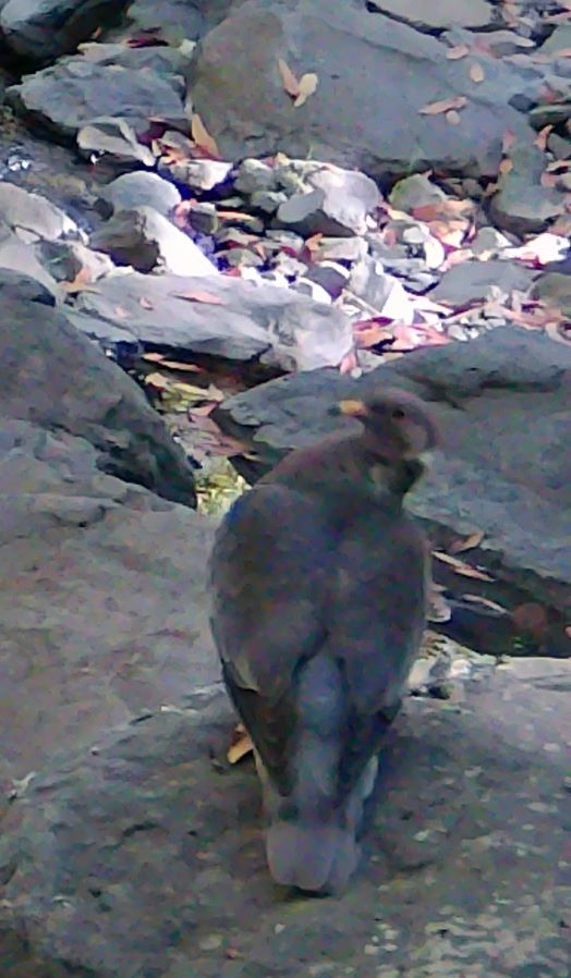 Band-tailed pigeon