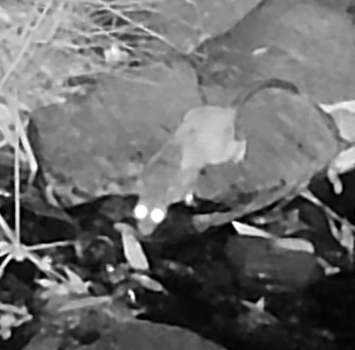 Rodent crossing Adobe Creek