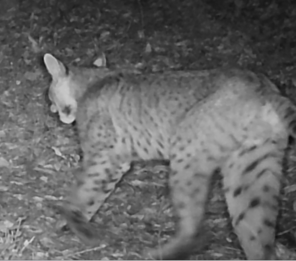 Bobcat on forest trail