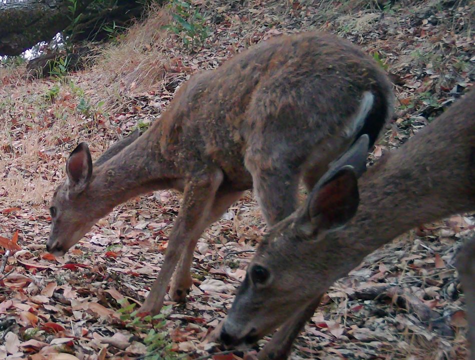 Doe and fawn on forest trail