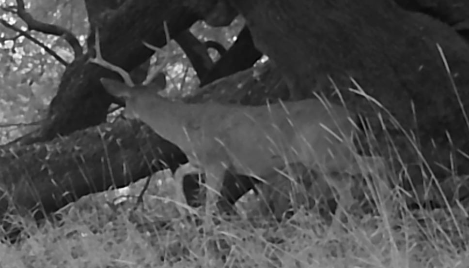 Buck in mountaintop grove