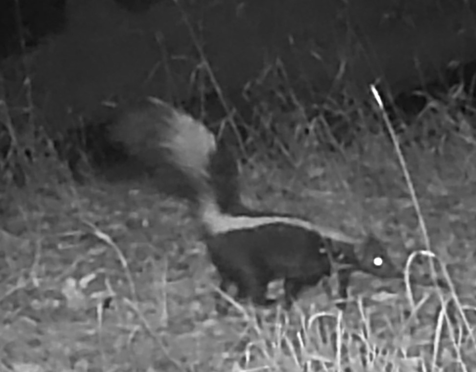 Skunk at night