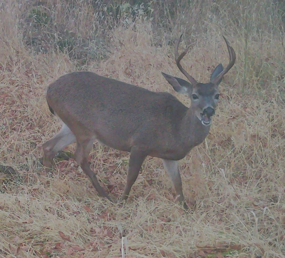 Another blacktail buck