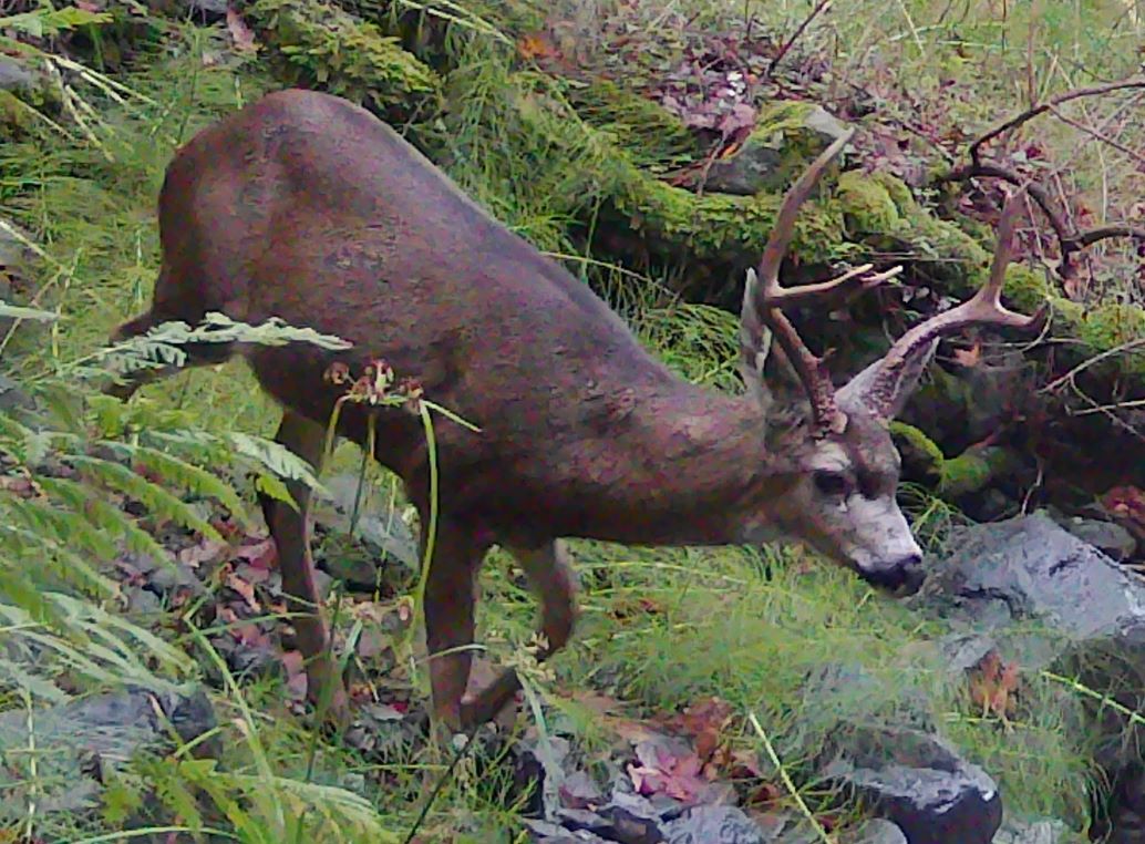 Buck crossing Adobe Creek