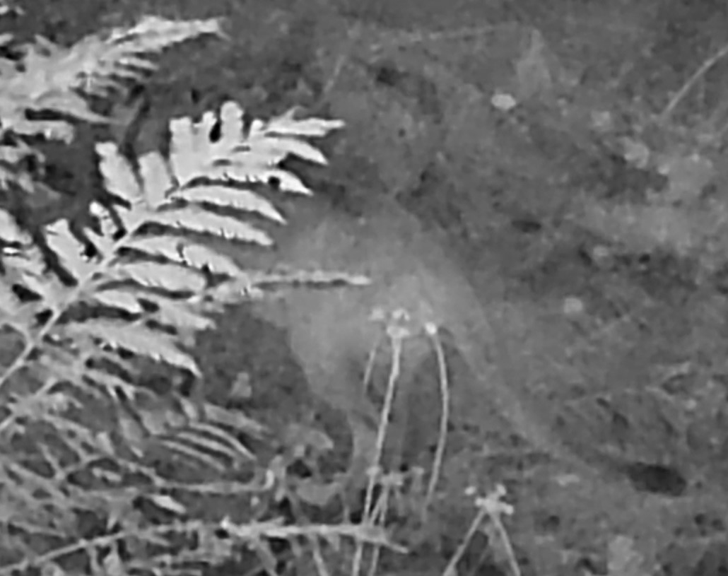 Mountain lion at night