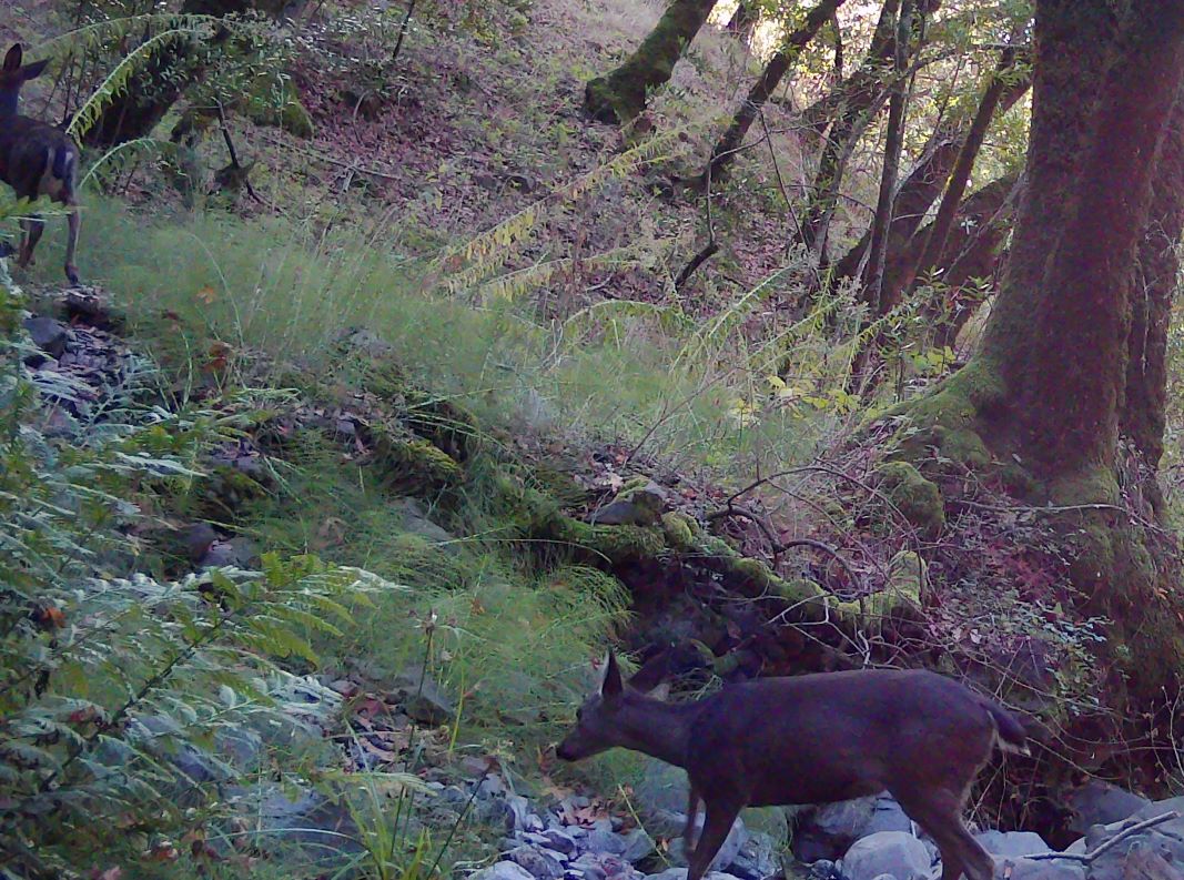 Doe and fawn crossing creek