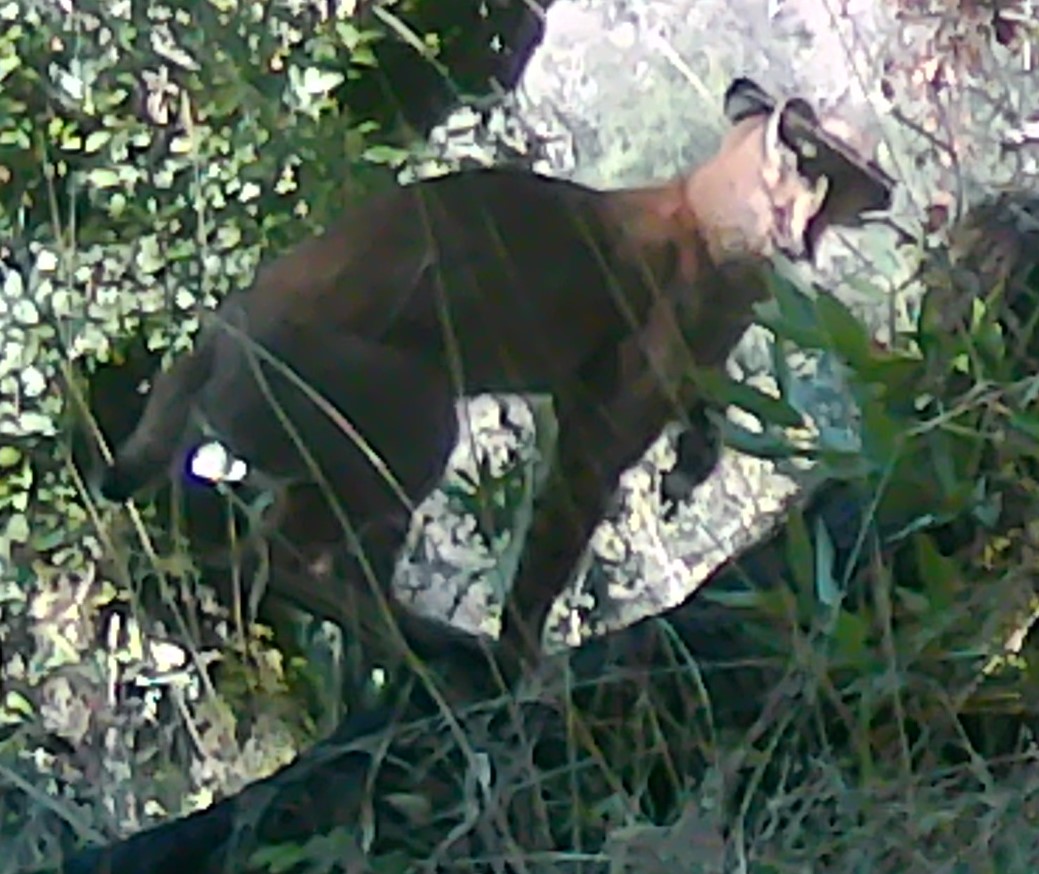 Bobcat on a tree trunk