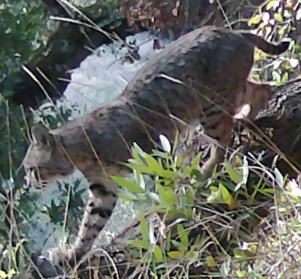 Bobcat descending tree trunk