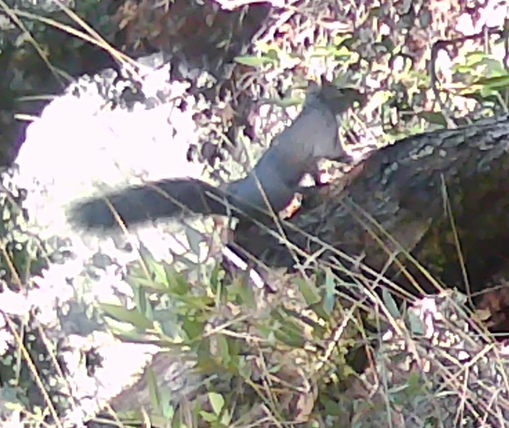 Squirrel on tree trunk