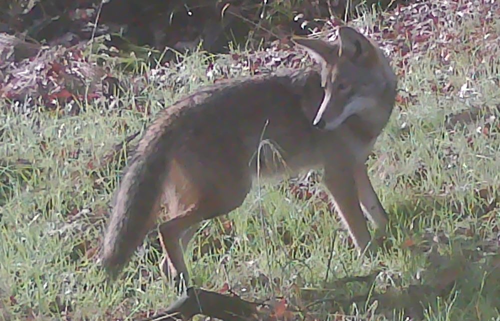 Coyote in upper meadow