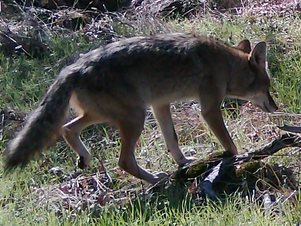 Coyote crossing meadow