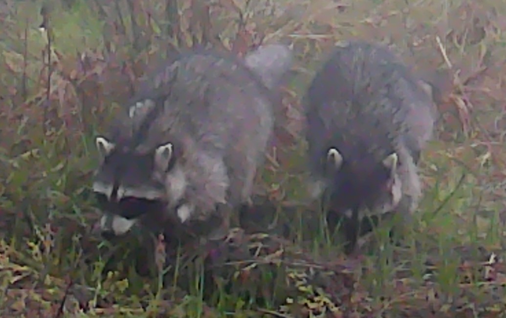 Two raccoons on a rainy day