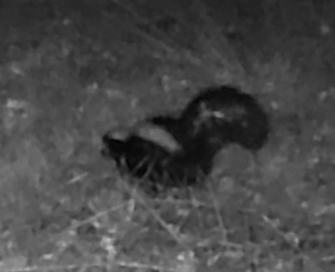 Skunk at night