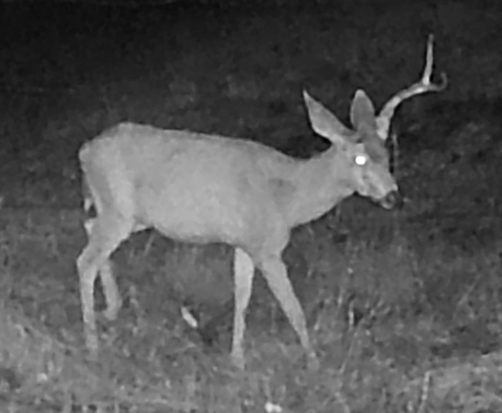 Buck with one shed antler