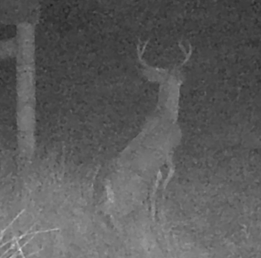 Buck jumping a fence