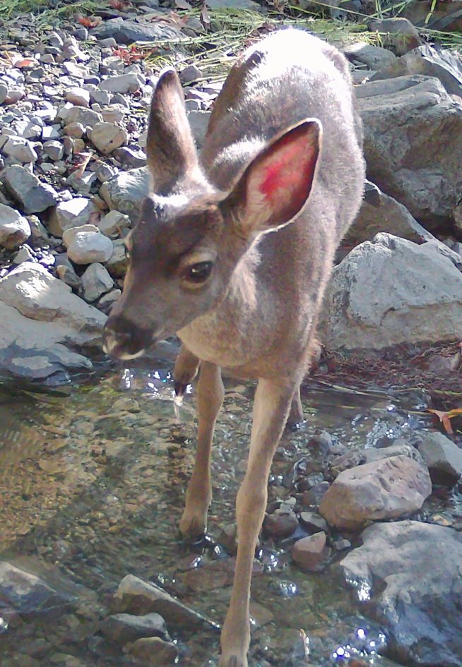 Young blacktail buck