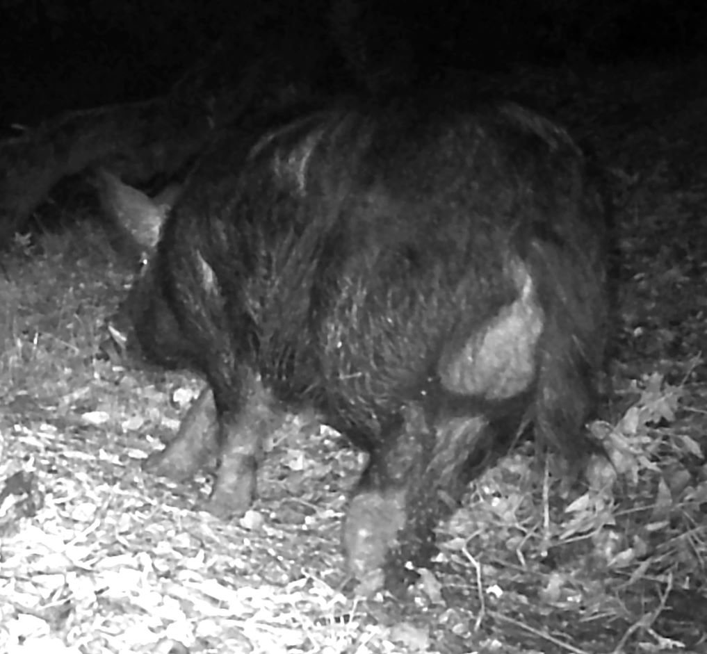 Feral boar