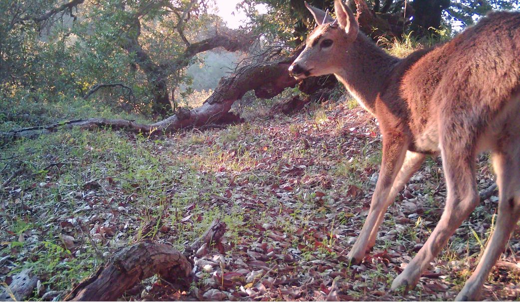 Spike buck in late afternoon light