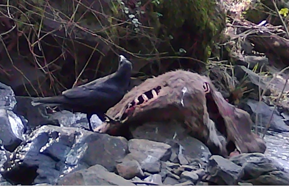 Raven at deer carcass