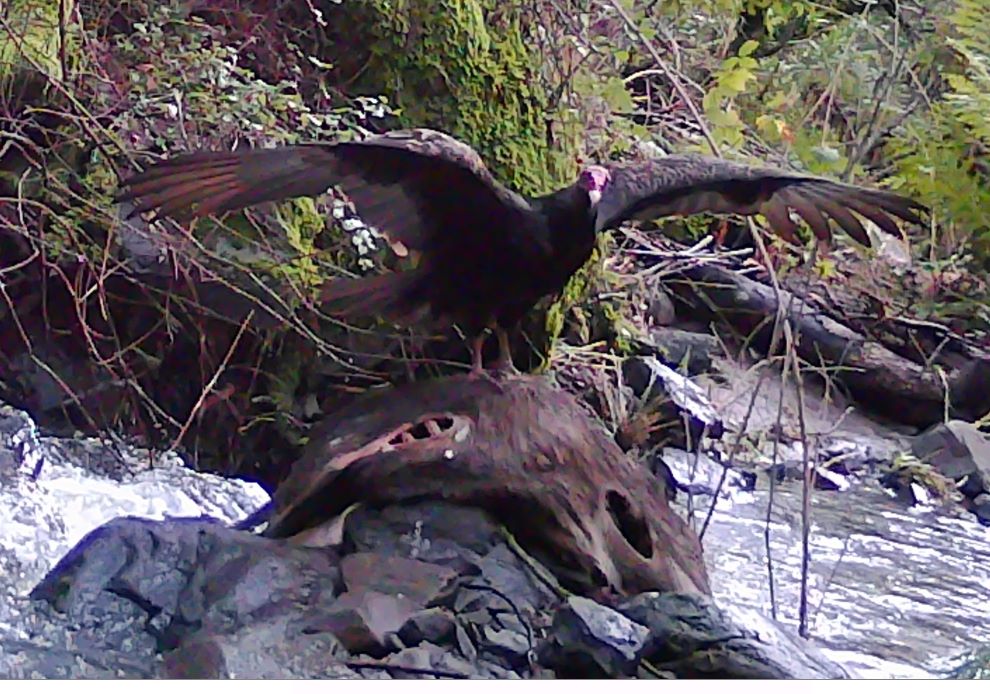 Turkey vulture lands on dead deer