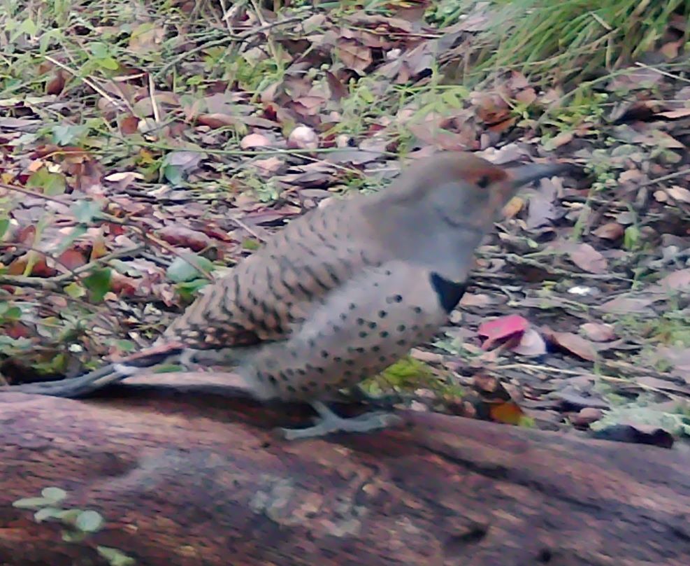 Northern flicker