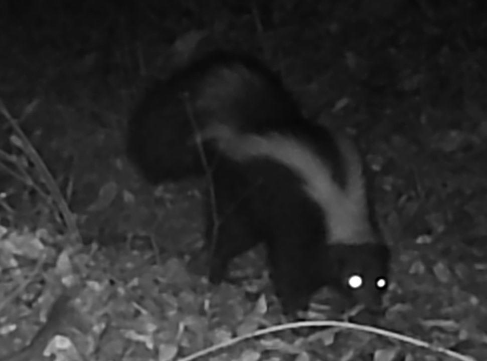Skunk at night