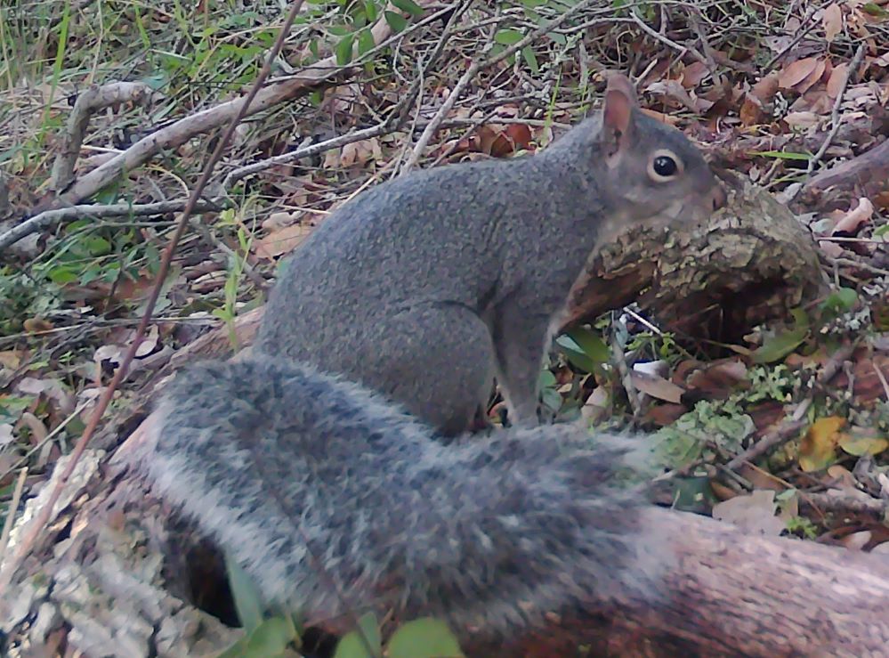 Grey squirrel