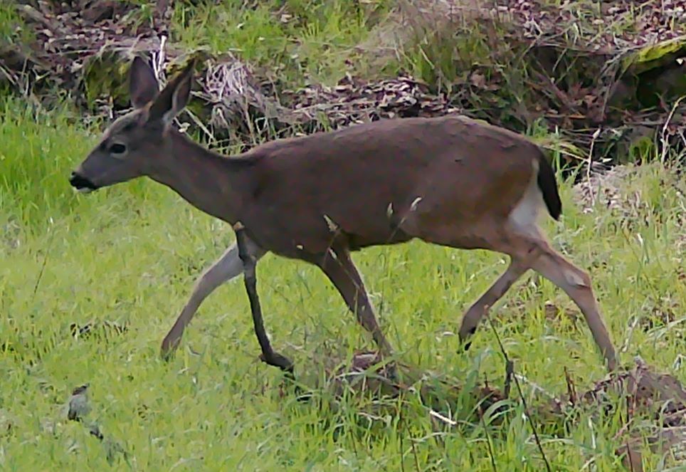 Deer on upper meadow