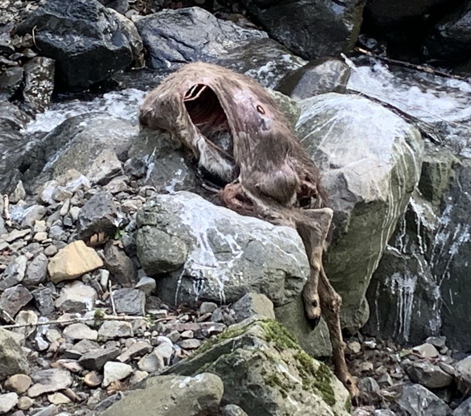 Deer carcass from phone camera