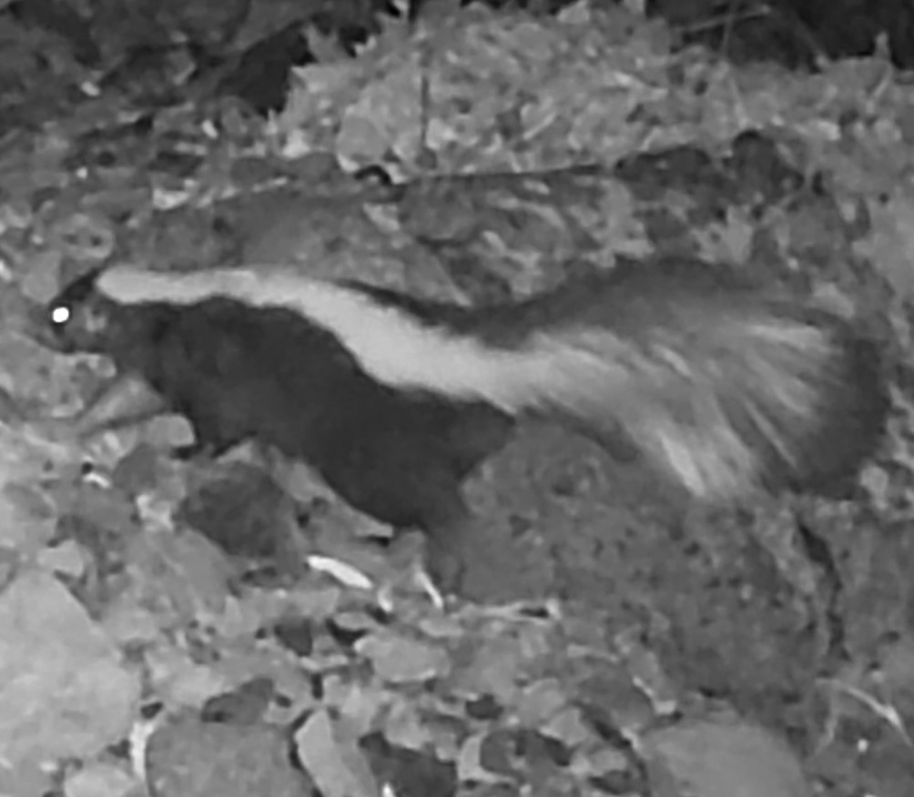 Skunk near Adobe Creek