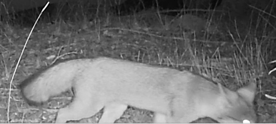 Gray fox