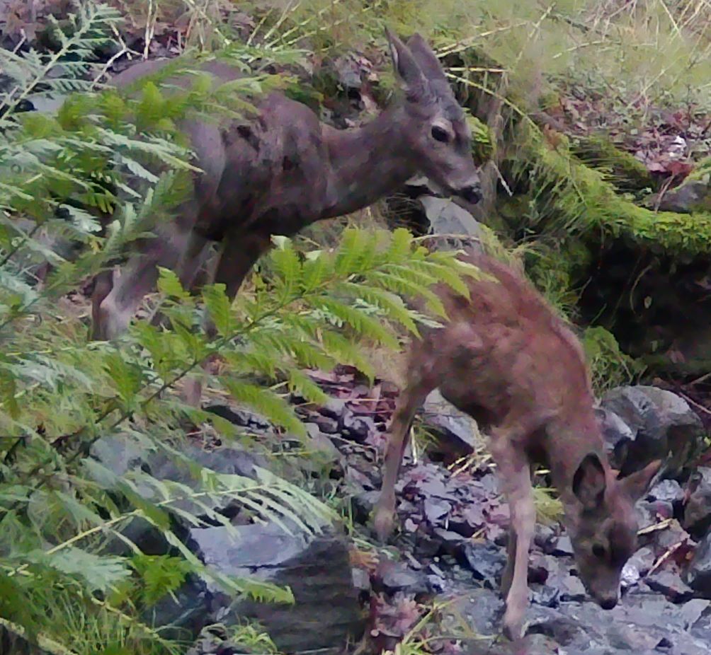 Blacktail doe and fawn
