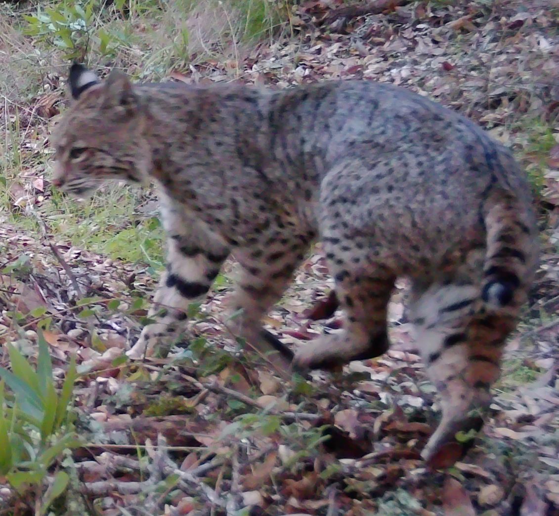 Bobcat
